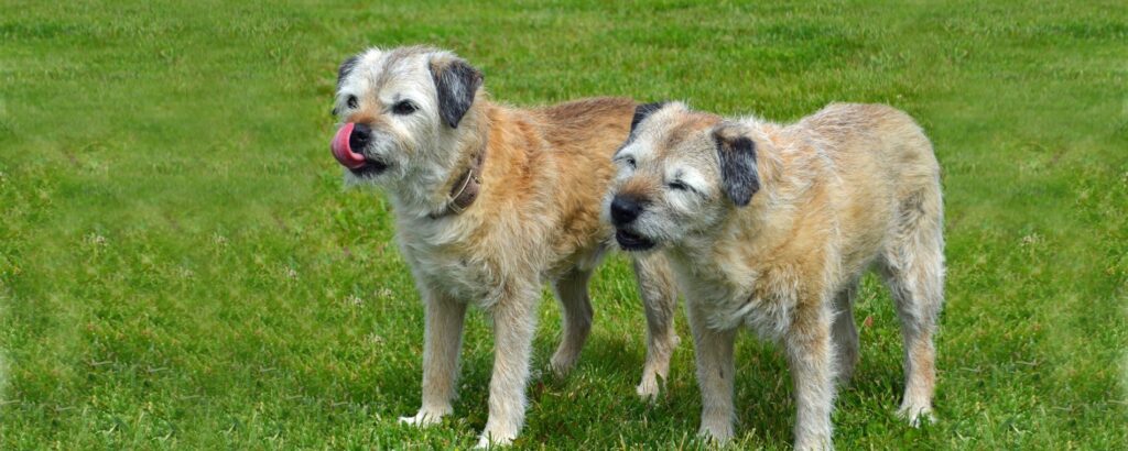 Border best sale terrier merchandise