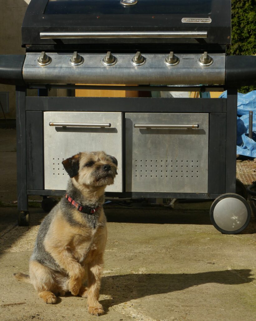 Border Terrier sitting in front of BBQ